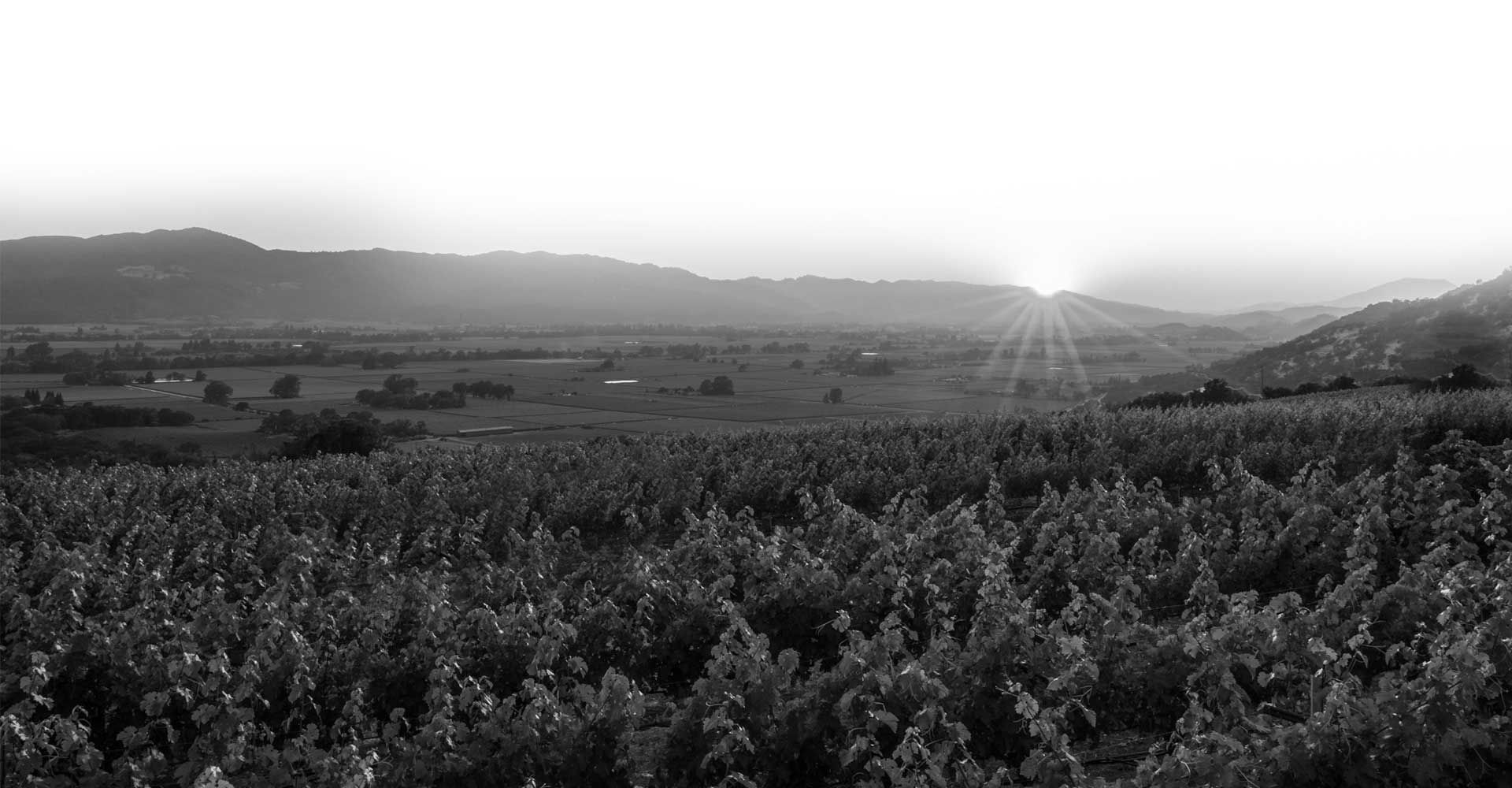 Forthright Winery Vineyard Sunrise