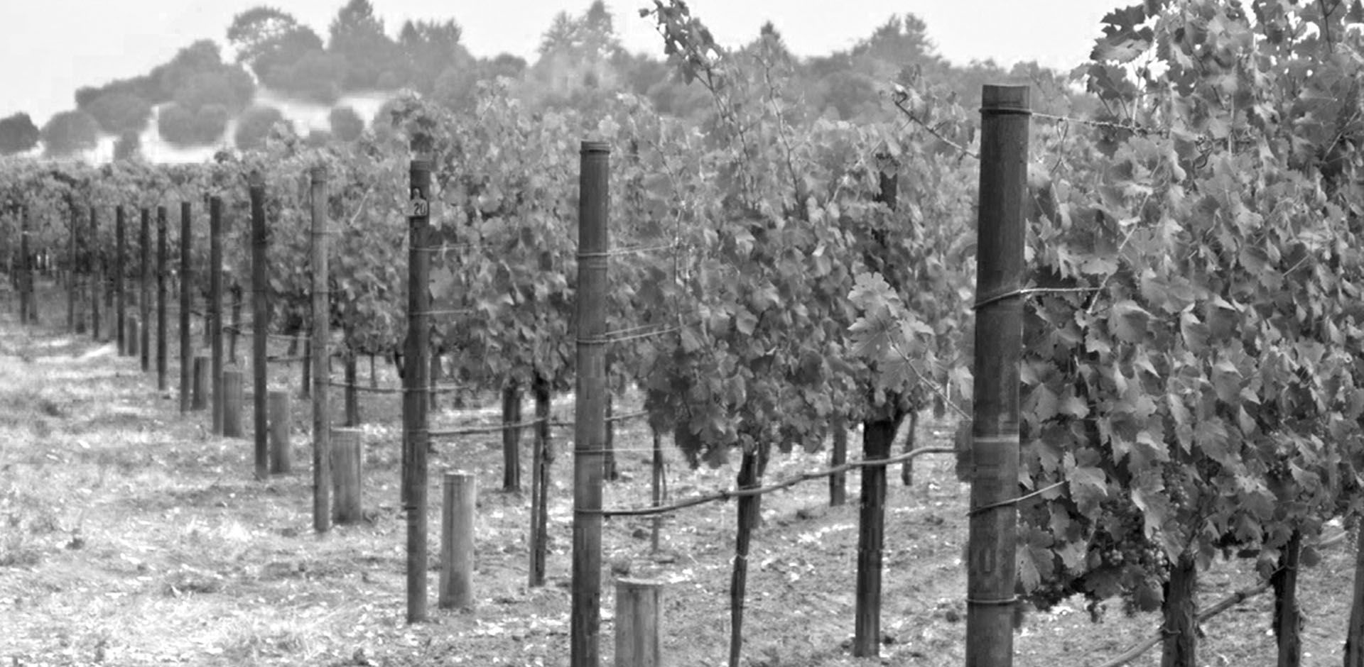 Forthright Winery Vineyard Rows