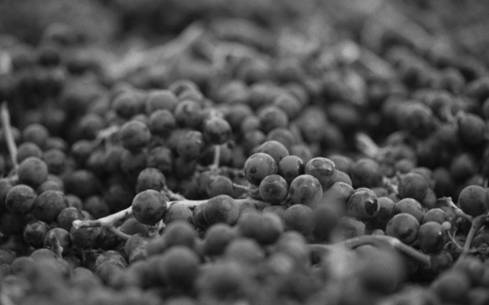 Forthright Winery Grapes Black and White